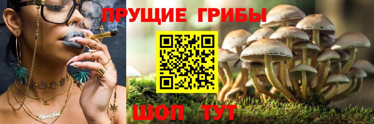 Галлюциногенные грибы Psilocybine cubensis Димитровград